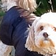 New Product Oilskin Dog Coats